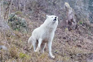Arctic wolf (Canis lupus arctos)