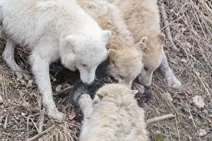 Arctic wolf (Canis lupus arctos)