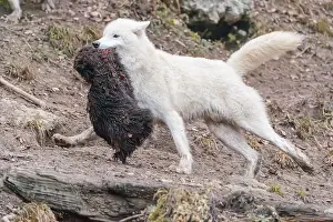 Arctic wolf (Canis lupus arctos)