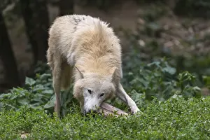 One Arctic wolf (Canis lupus arctos) chewing on a bone