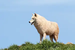 Arctic wolf (Canis lupus arctos) on grass with blue sky