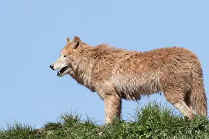 Arctic wolf (Canis lupus arctos) on grass with blue sky
