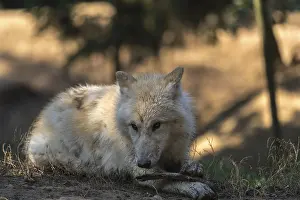 One Arctic wolf (Canis lupus arctos) lying on the forest floor