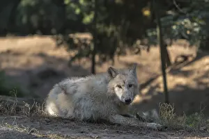 One Arctic wolf (Canis lupus arctos) lying on the forest floor