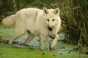 Arctic wolf (Canis lupus arctos) in a pond