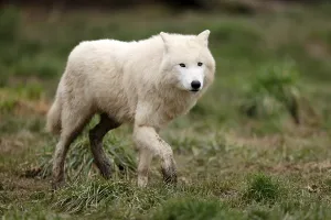 Arctic wolf (Canis lupus arctos) running in a meadow