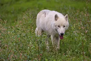 An Arctic wolf (Canis lupus arctos) runs across a fresh green meadow