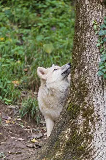 One arctic wolf (Canis lupus arctos) standing in a forest