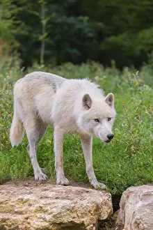 An Arctic wolf (Canis lupus arctos) standing on a rock