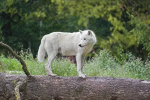 An Arctic wolf (Canis lupus arctos) stands on a fallen tree trunk