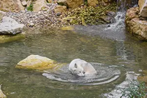 An Arctic wolf (Canis lupus arctos) stands in a pool of water below a small waterfall