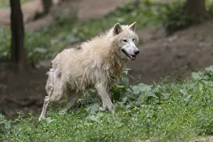 One Arctic wolf (Canis lupus arctos) walking thru green vegetation on hilly ground in a forest