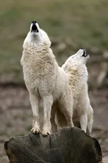 Arctic wolf (Canis lupus arctos) two wolves howling