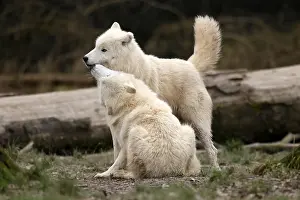 Arctic wolf (Canis lupus arctos) two wolves in a meadow