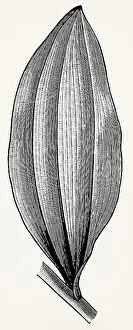 Arcuate-veined leaf of Convallaria majalis var