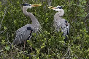 Ardea herodias Great blue Heron