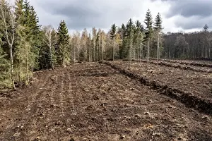 Area in the Arnsberg Forest near Ruethen-Nettelstaedt