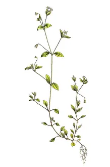 Arenaria trinervia, three-veined navelwort