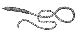 Arenia fragilis, worm, Historic