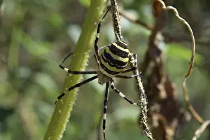Argiopa Spider on the web. Arachnid predator