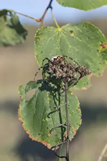 One Argiope bruennichi (wasp spider)sitting on a dry plant