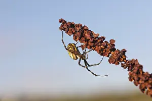 One Argiope bruennichi (wasp spider)sitting on a dry reddish plant