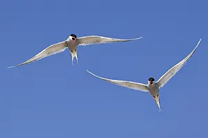 Arguing Arctic terns (Sterna paradisaea) in flight