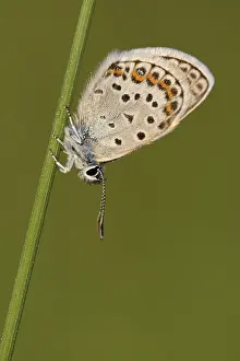 Argus blue butterfly, Geissklee blue butterfly