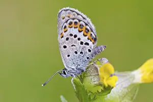 Argus Blue, (Plebejus argus), animals