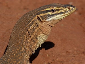 Argus monitor (Varanus panoptes) adult