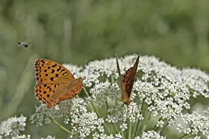 Argynnis adippe, March violet moth
