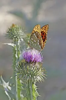 Argynnis adippe, March violet moth
