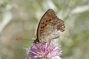 Argynnis adippe, March violet moth
