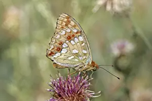 Argynnis adippe, March violet moth
