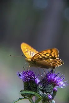 Argynnis paphia, imperial mantle
