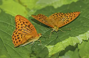 Argynnis paphia imperial mantle<br> Argynnis paphia imperial mantle