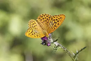 Argynnis paphia, Kaisermantel, Silberstrich (Mannchen) - Argynnis paphia