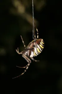 Argyope bruennichi