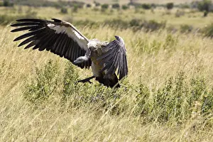 Arican White Backed Vulture (gyps africanus)