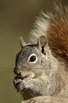 Arizona Grey squirrel (Sciurus arizonensis)