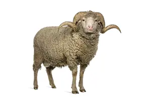 Arles Merino sheep, ram, 3 years old