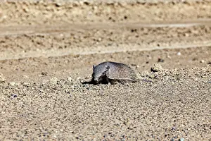 An armadillo lies alone in a sandy desert landscape
