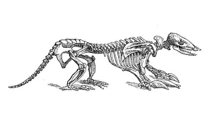 Armadillo skeleton, Historical