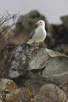Armenian Gull (Larus armenicus)