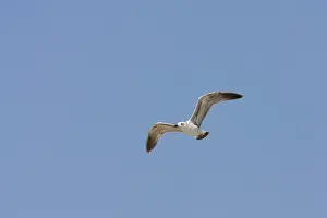 Armenian Gull (Larus armenicus) flying
