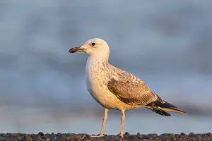 Armenienmoewe, Armeniermoewe, Larus armenicus