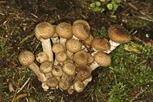 Armillaria mellea, honey mash