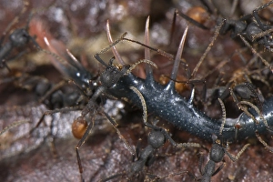Army Ant (Eciton burchelli), adult workers