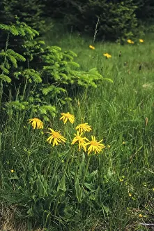 Arnica Montana, Arnica, Asteraceae