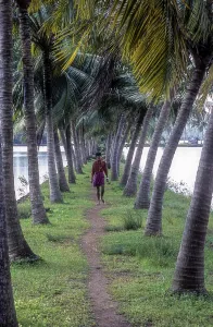 Array of coconut trees, Backwaters of Kodungallur